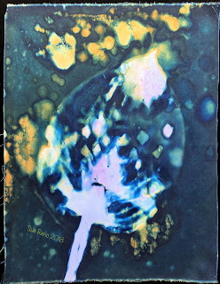Wet cyanotype_Sue Reno_Image 337