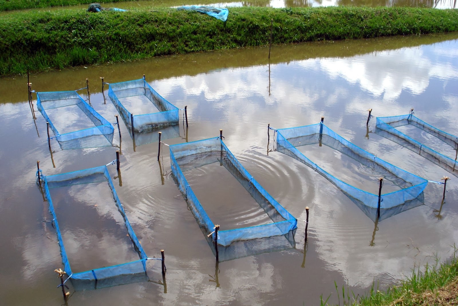 Jon and Marianne Hunter in Kenya Tilapia Fish Farm Ponds