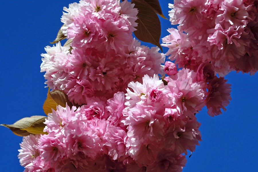 SAKURA Cherry Blossom Festival at Van Dusen Gardens Saturday, April