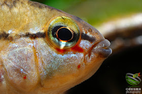 Apistogramma sp. schwarzkehl / sp. D25