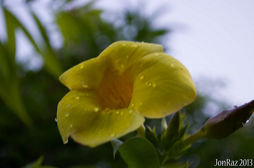 Yellow Bell