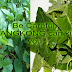 Why Kangkong Can Kill You Any Moment