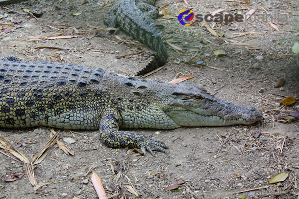 The Davao Crocodile Park