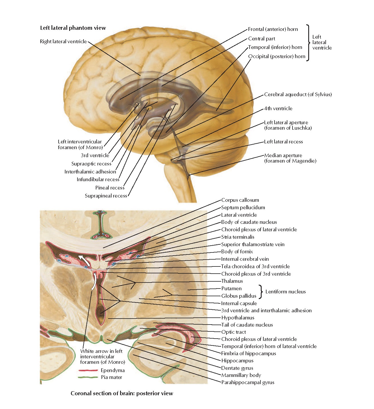 Pediagenosis