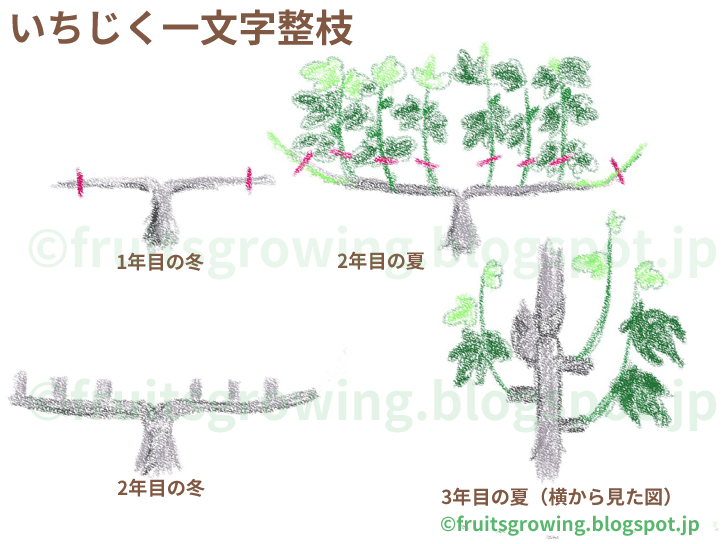 挿し木も簡単 鉢植えイチジクの木の育て方 おいしい鉢植え果樹の栽培育て方 自宅を果樹園に
