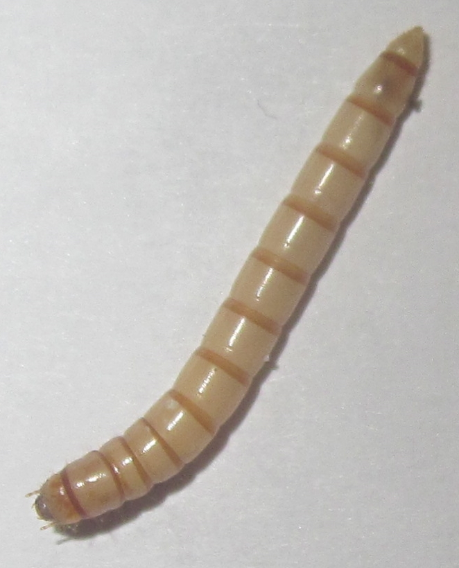 E.clavLarva%25234.JPG