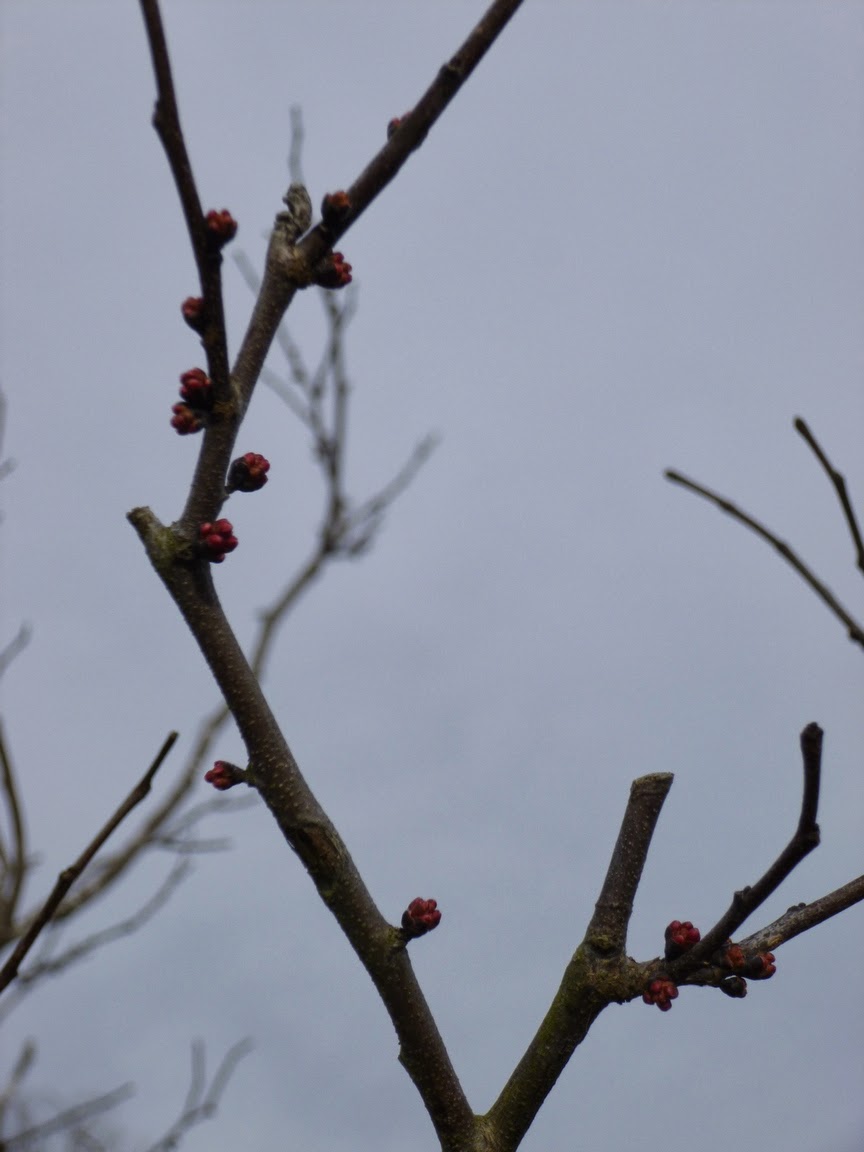 Redbud buds Redbud buds