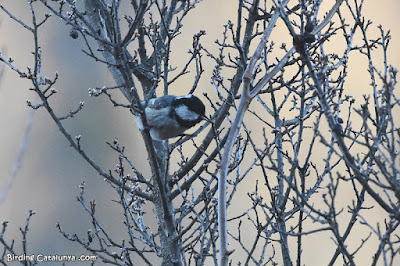 Mallerenga petita (Periparus ater)