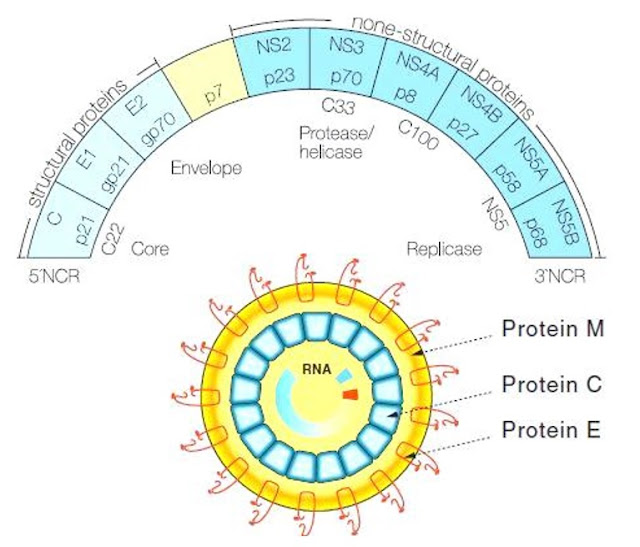 Ilustrasi lain virus hepatitis C dan bagian-bagiannya, mikroskop laboratorium praktikum fakultas kedokteran, RNA HCV, Protein M, Protein C, Protein E, Core