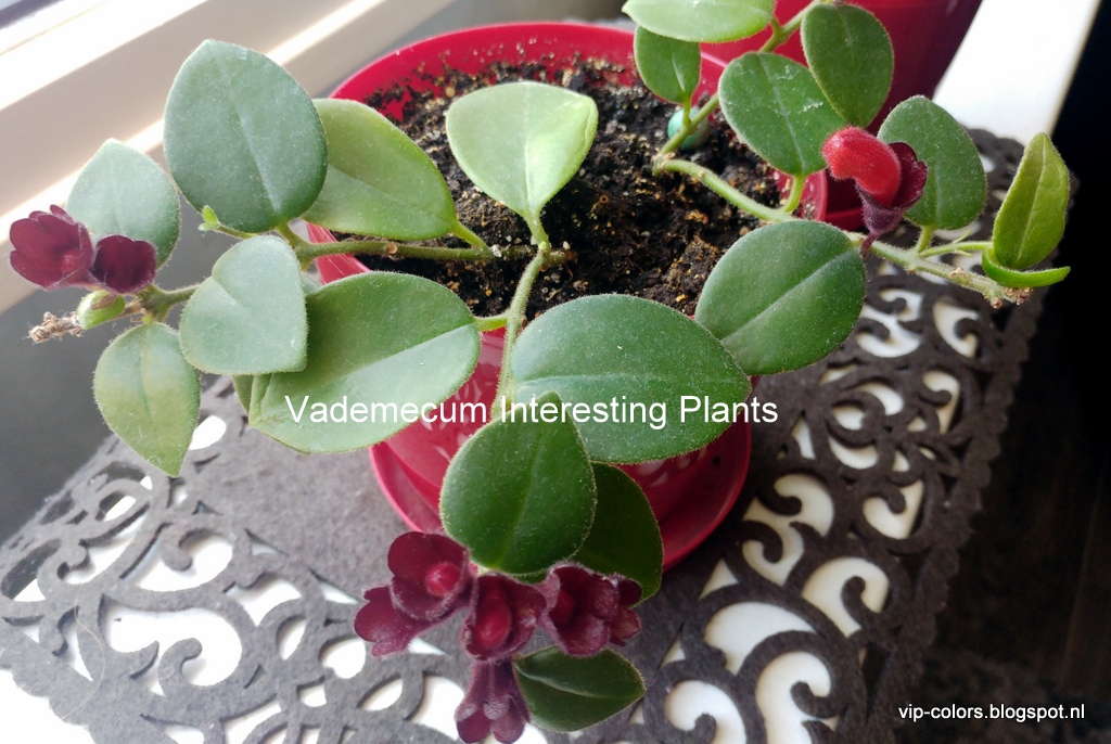 Vademecum Interesting Plants Aeschynantus Eszynantus Lipstick Plant