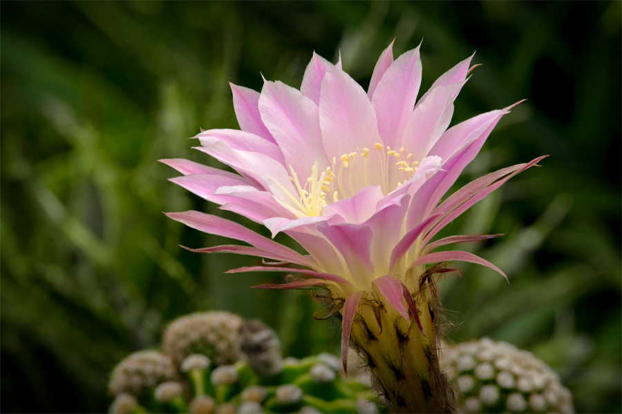 Linda Cochran's Garden Echinopsis