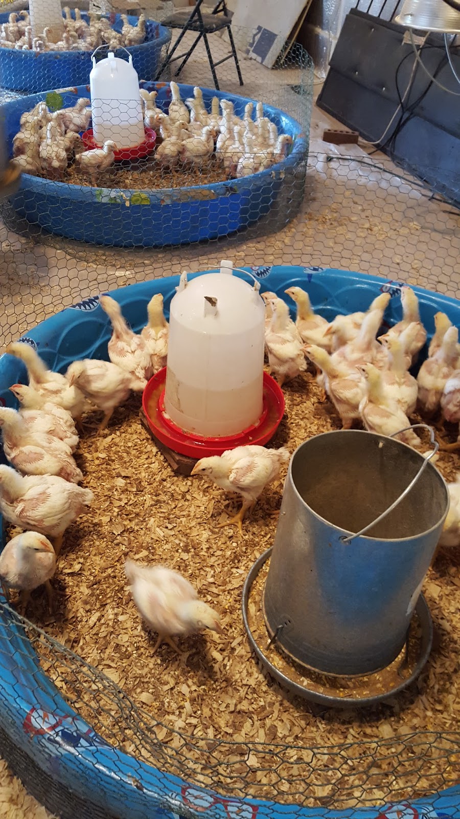 Blair Brook Farm Kiddie Pool Chick Brooder