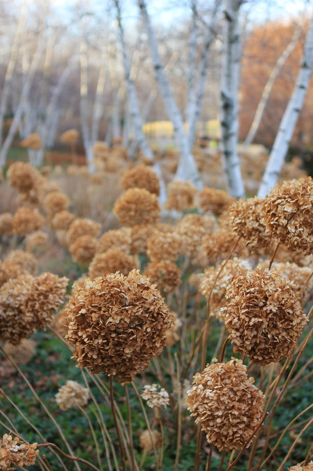 Romancing the Home: Chicago Botanic Gardens Winter Wonderland