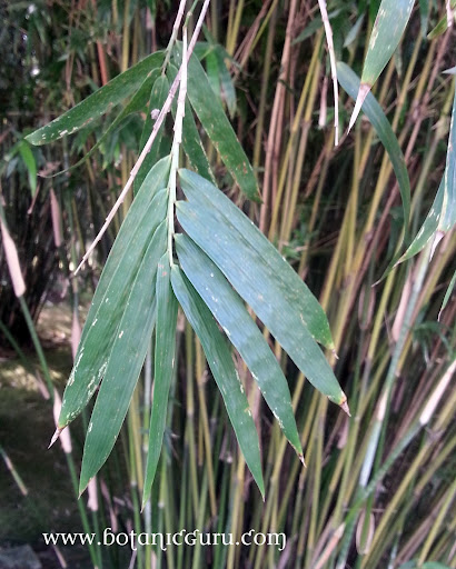 Bambusa multiplex, Chinese Bamboo
