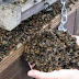Mueren Millones De Abejas En Quintana Roo México.
