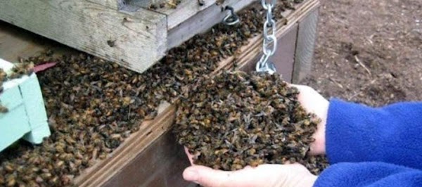 Mueren Millones De Abejas En Quintana Roo México. Mueren Millones De Abejas En Quintana Roo México.