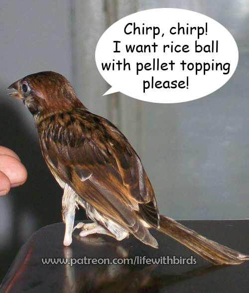 one foot handicapped tree sparrow pet