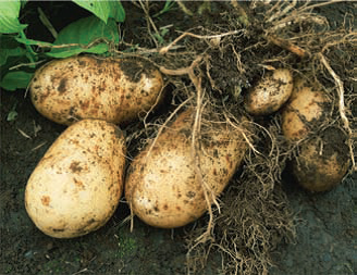 40+ Gambar Tanaman Umbi Batang Terbaru - Informasi Seputar Tanaman Hias