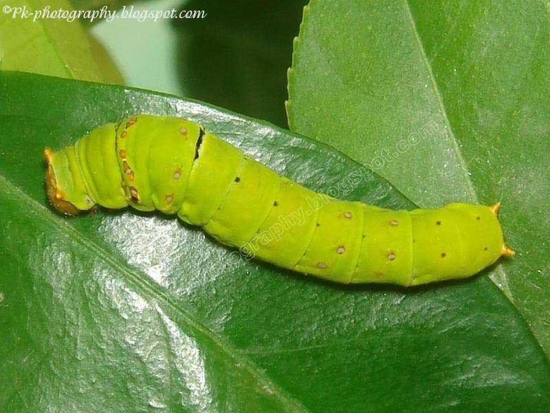 Butterfly Caterpillars Nature, Cultural, and Travel Photography Blog