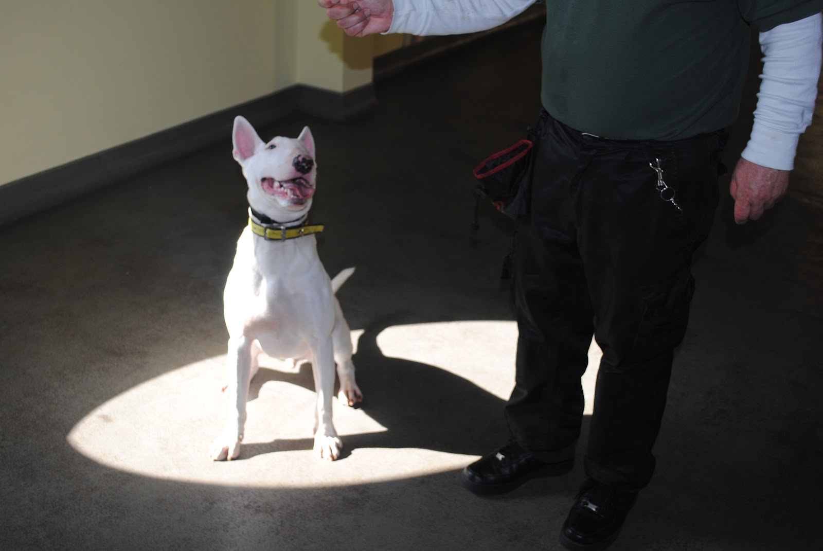 Dogs Trust Ireland Just a few pics to share with you all...