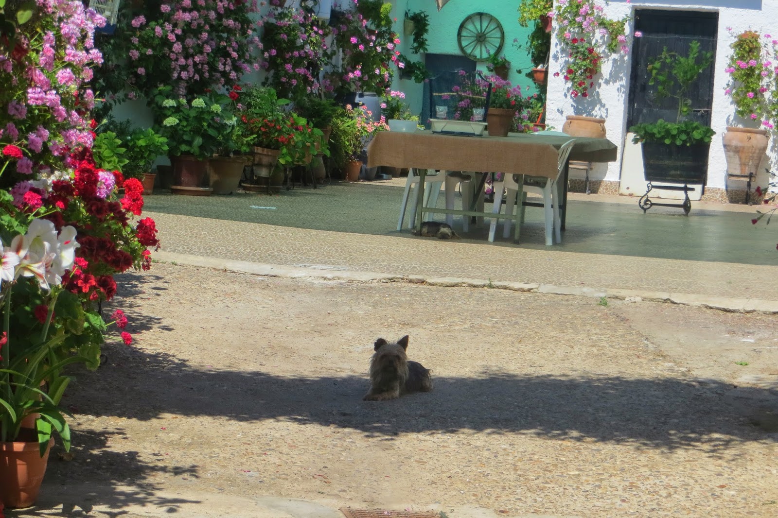 CPR.BEMBEZAR: LOS PATIOS DE CÉSPEDES EN LA PRIMAVERA DEL AÑO 2014