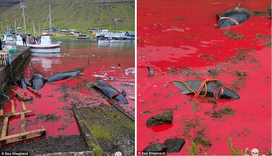 Shocking Pictures Show Mass Slaughter Of Dolphins And Whales In The Faroe Islands