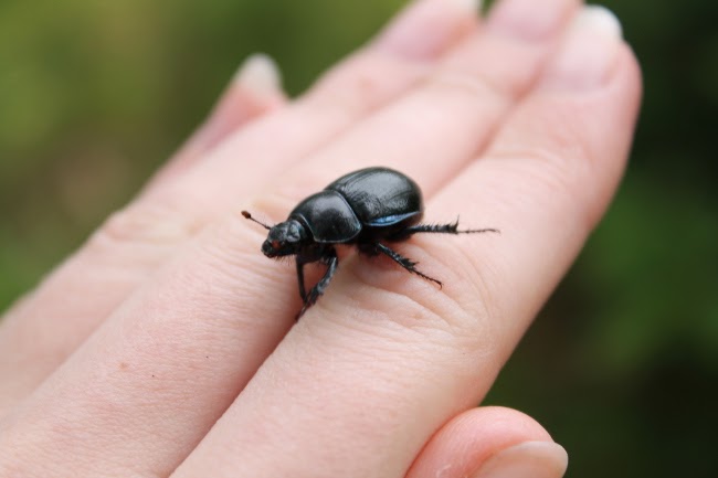 dor beetle via lovebirds vintage