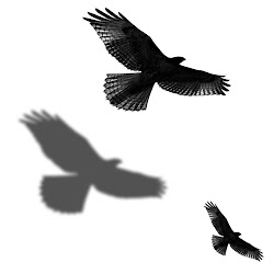 bird flying artwork portfolio