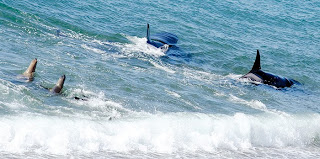 Nadando junto al enemigo - Orcas y lobos marinos en Punta Norte