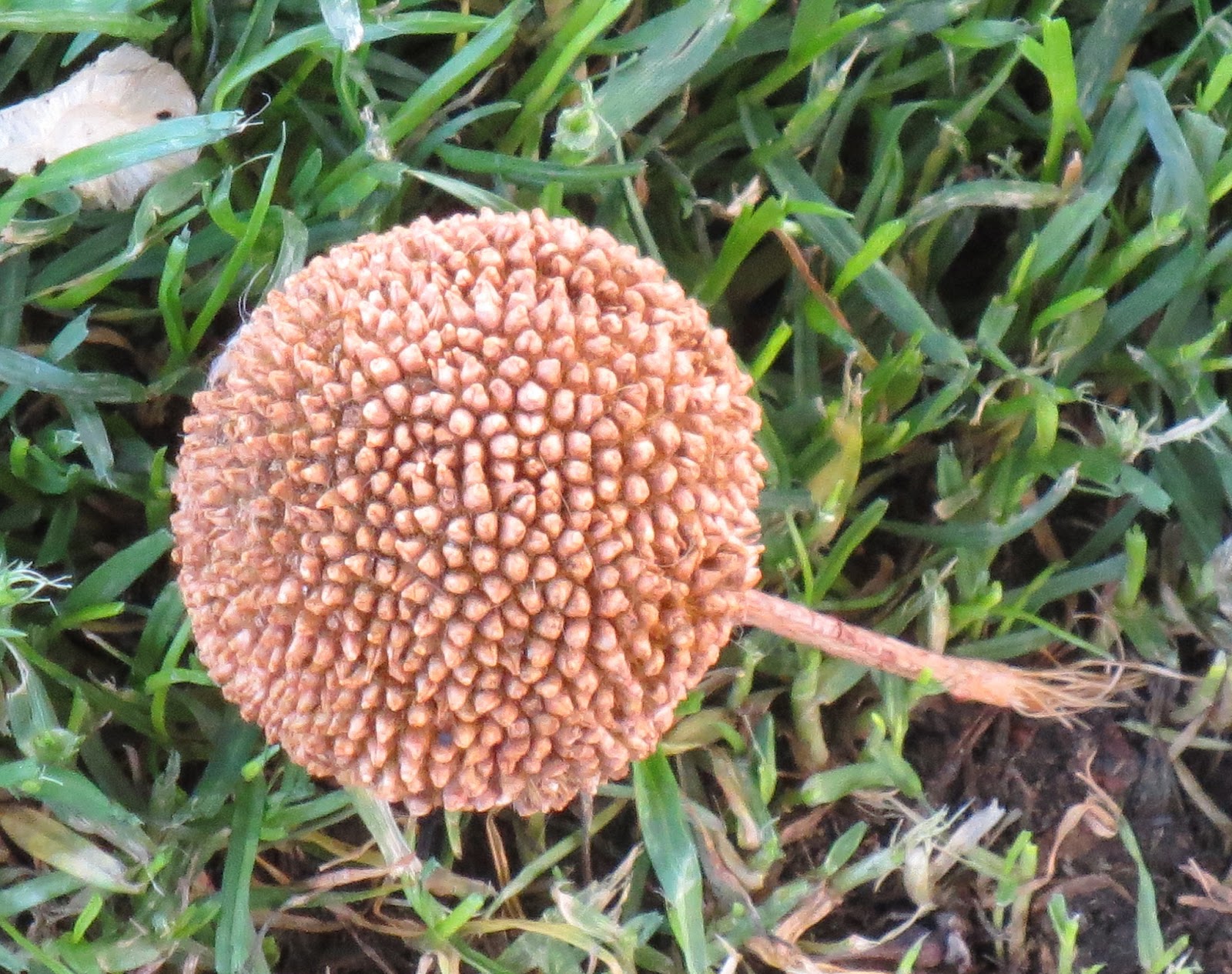 Trees With Seed Pods Identification