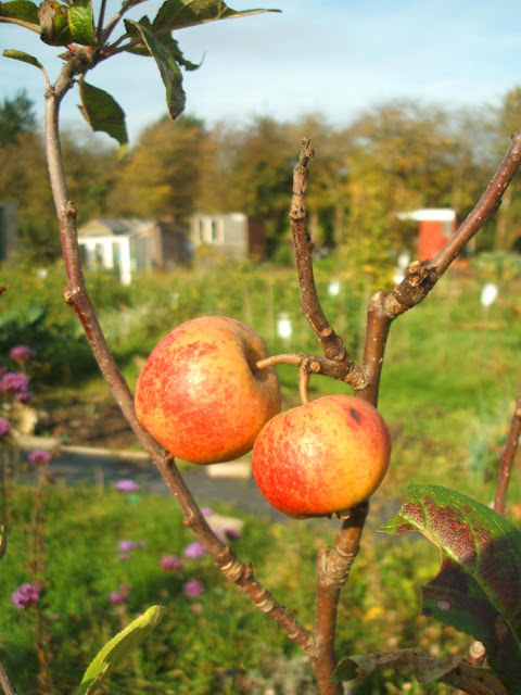 November on the allotment: sunshine, apples, harvest, crops