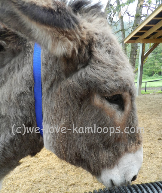 Kiki stands at the fence for this close-up photo