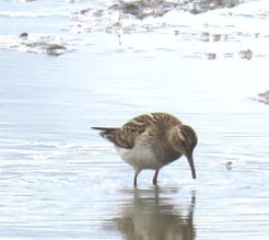 PECTORAL SANDPIPER-BURTON RSPB-30TH AUGUST 2017