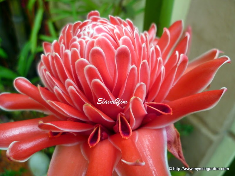 My Nice Garden Torch Ginger Flower Seeds Germination