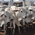 LEILÃO DE CORTE ACRIOESTE É ATRAÇÃO GARANTIDA NA PROGRAMAÇÃO OFICIAL DA BAHIA FARM SHOW 2017