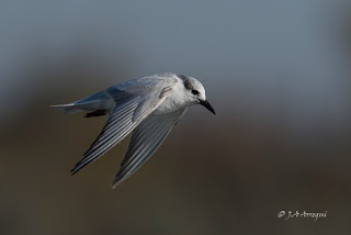 Fumarel cariblanco, Chlidonias hybrida, Whiskered Tern