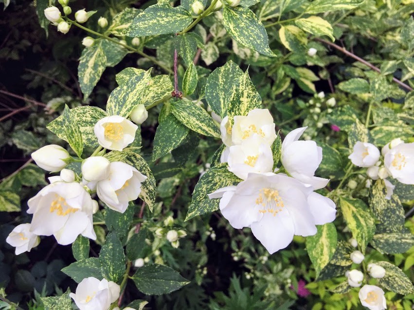 The Lents Farmer My Plant Of The Day Dwarf Snowflake Mock Orange