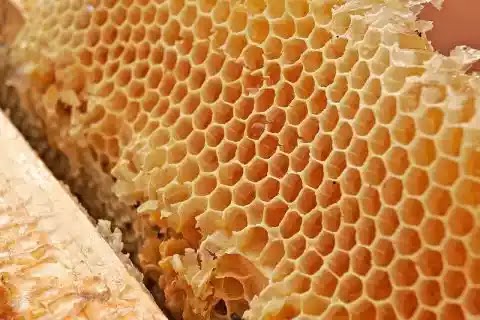 Image result for Trypophobia