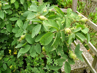 Hagebutten an Wildrose Hagebutten an Wildrose