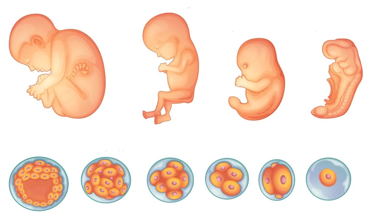Fetal Development Chart By Month