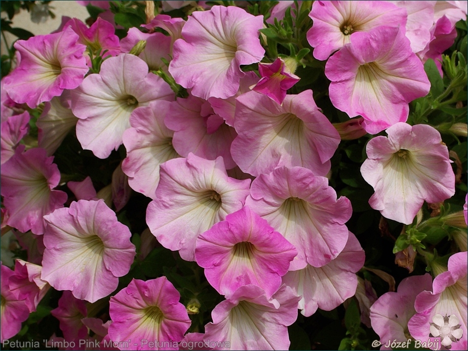 Petunia 'Limbo Pink Morn' - Petunia ogrodowa 'Limbo Pink Morn' 