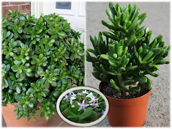 planta dinero jade suerte buena negocio atrae plantas hogar fortuna como atraer oraciones imagenes dolar imagen abundancia desde feng shui