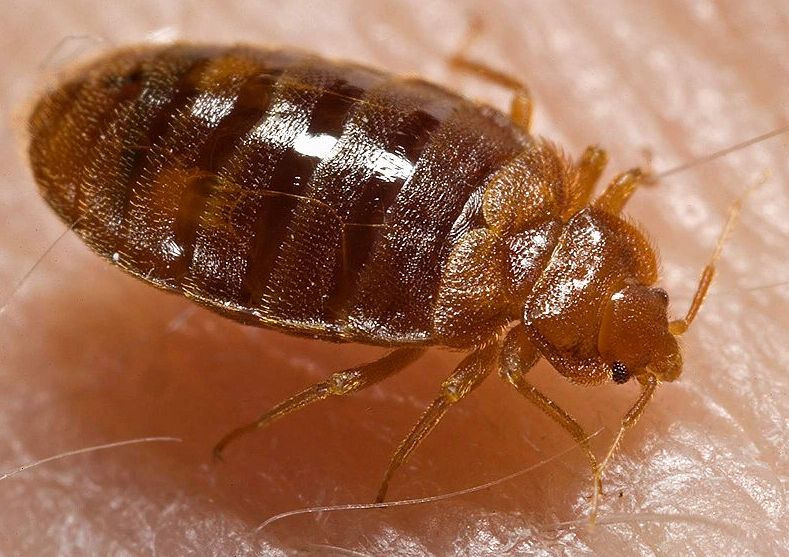10 เรื่องควรรู้เกี่ยวกับตัวเรือด (Bed Bug) แมลงดูดเลือดระบาดง่ายกำจัด