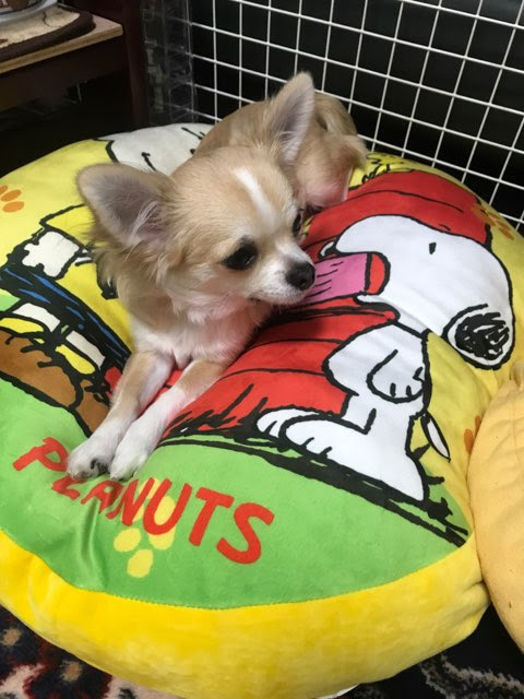 チワワのサン太の去勢手術について よっちことサン太