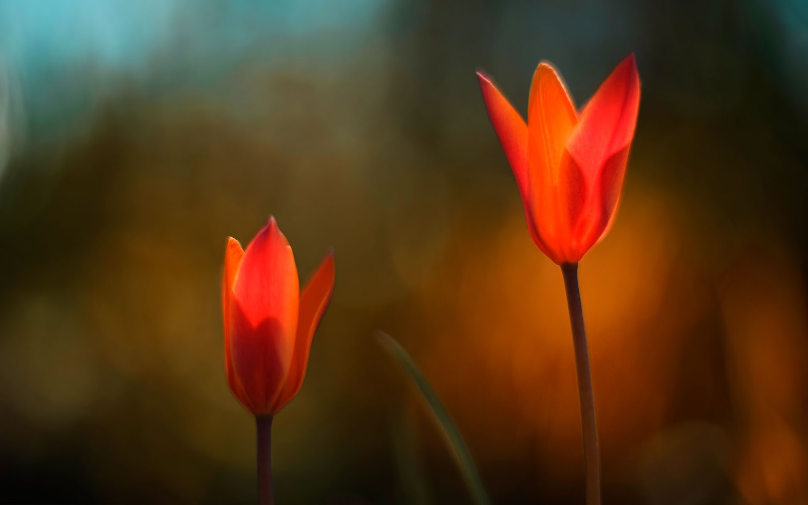 Windows 8 HD Wallpapers Flowers | Windows 8 Wallpapers Images Themes
