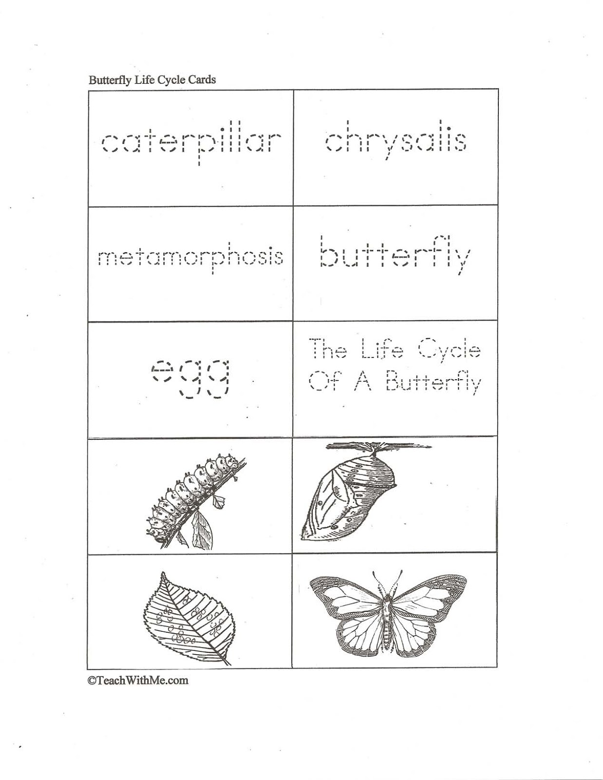 Butterfly Life Cycle Worksheet 2