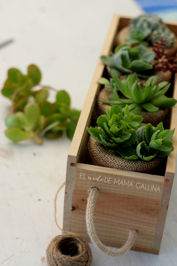 succulents vertical garden