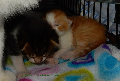 brown tabby kitten and orange tabby kitten