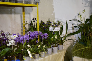 , Mostre primaverili: Horti di Veio e Monteporzio catone 2017, diarid'orchidee