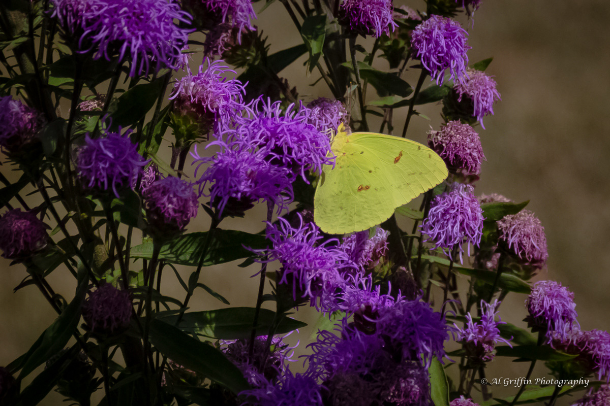 Runge Conservation Nature Center, Jefferson City Our Eyes Upon Missouri